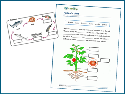 Grade 3 living things worksheets