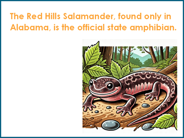 The Red Hills Salamander