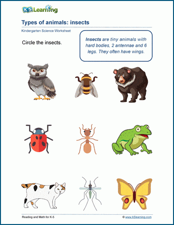 classification of animals worksheet