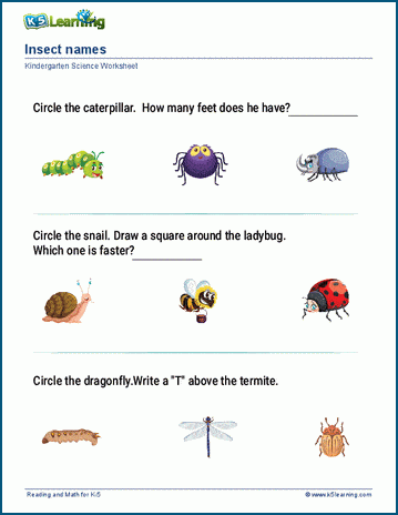 Animal names worksheet