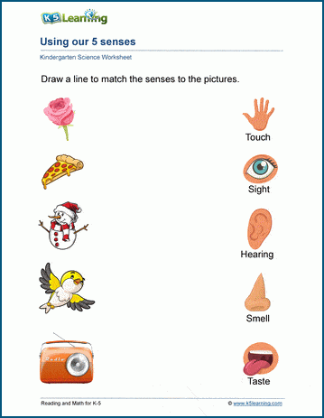 five senses worksheets for kindergarten