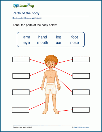 Human Body Parts For Kids Printable