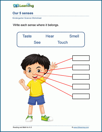 five senses and body parts kindergarten worksheets k5 learning