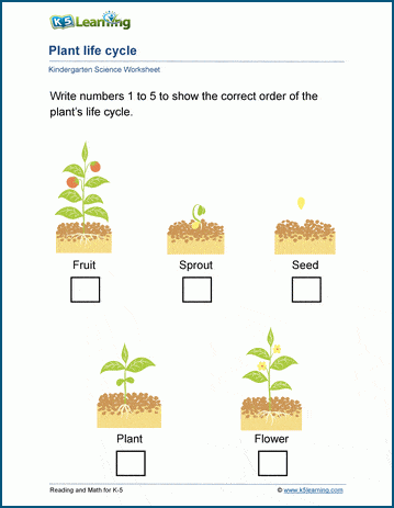 Plant life cycles worksheets K5 Learning