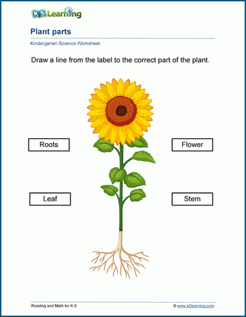 plant parts worksheet for kindergarten