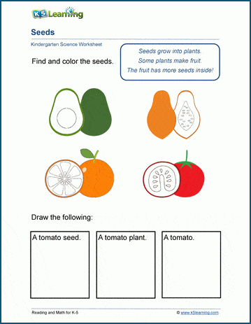 Seeds worksheets