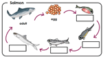 Animal life cycles example