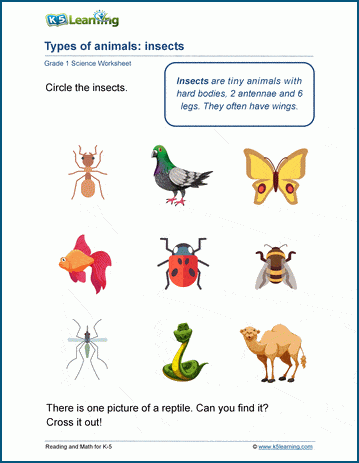 classification of animals worksheet