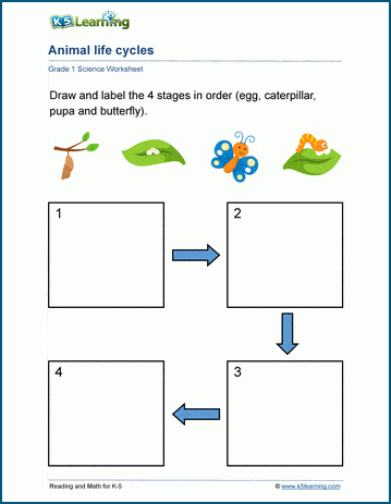 animal life cycles worksheet k5 learning