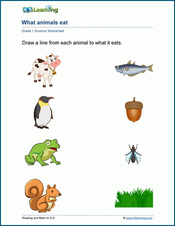 food from animals worksheet