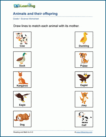 matching animals and their babies writing worksheet