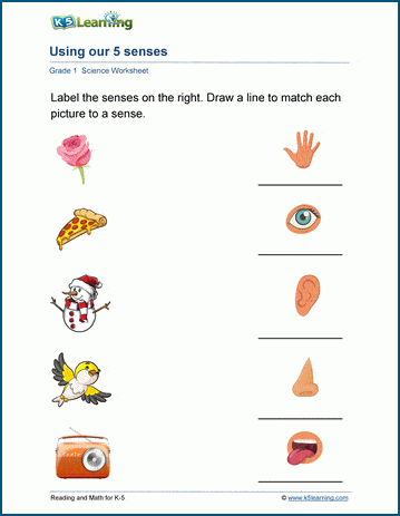 5 senses worksheet