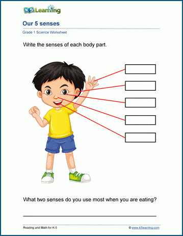 5 Senses Worksheets