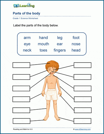 parts of the body worskheet k5 learning
