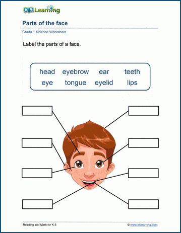 Parts Of The Face Worksheet K5 Learning   Grade 1 Parts Face 