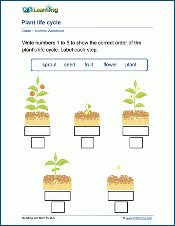plant life cycle worksheet k5 learning
