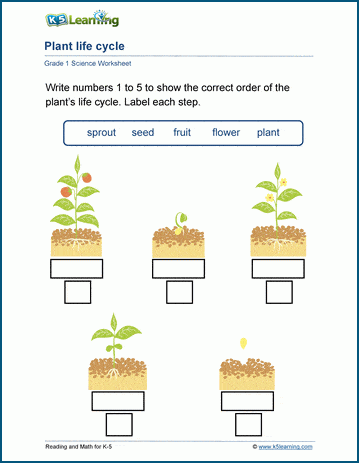 plant life cycle for kids worksheet