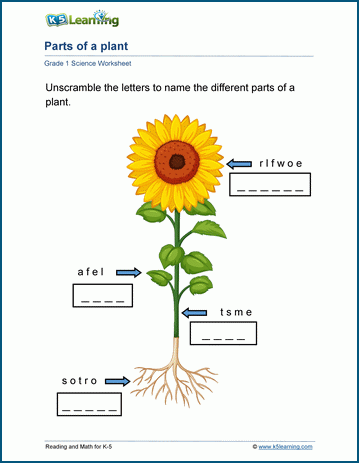 grade 1 plants worksheets k5 learning