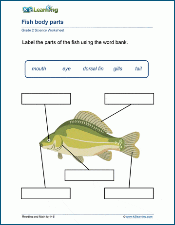 Animal anatomy worksheets