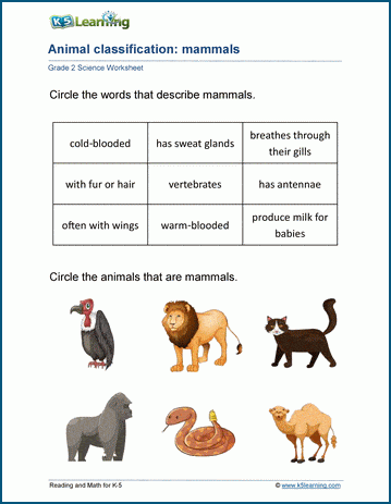 classification of animals worksheet