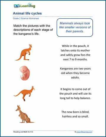 7th grade life science worksheets