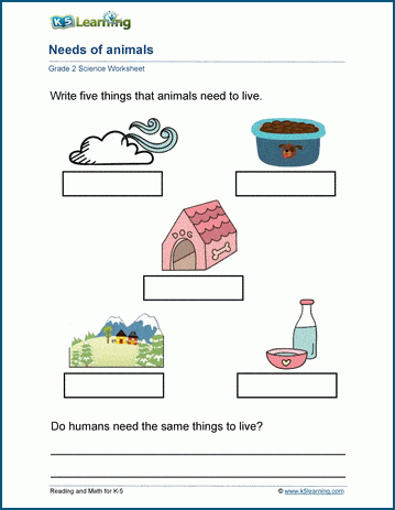 Animal needs worksheet for grade 2