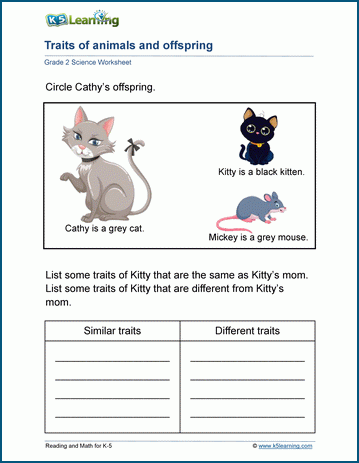 mammal characteristics worksheets