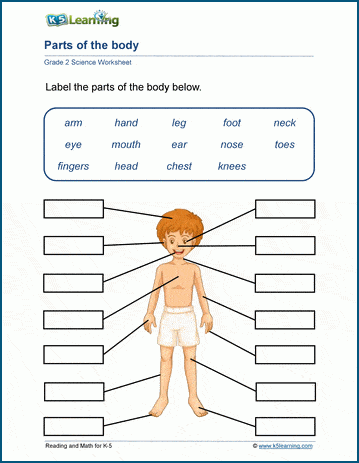 science worksheets for grade 3 human body loyal to