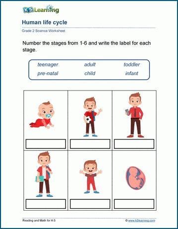 Grade 2 human life cycle worksheet