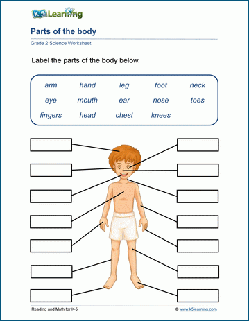 blank fill in the internal body parts