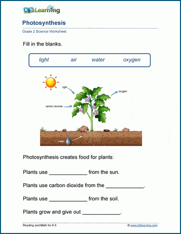 photosynthesis worksheet 5th grade pdf