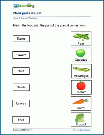 plant worksheets for grade 2 students k5 learning