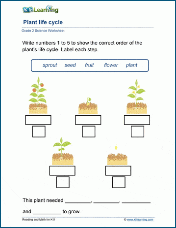 Life cycle of plants worksheets