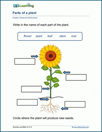 plant worksheets for grade 2 students k5 learning