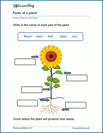 parts of a plant for kids printable