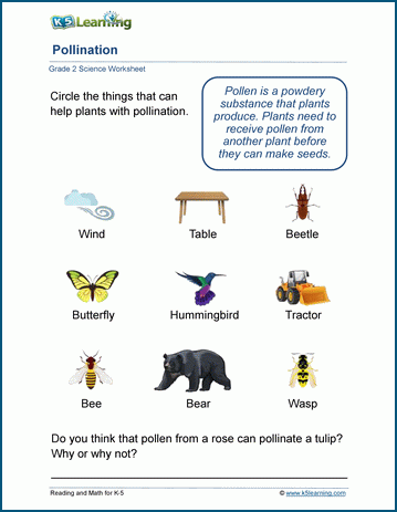 Grade 2 pollination worksheet