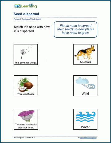 plant worksheets for grade 2 students k5 learning