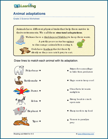 Science Worksheets For The Animal Adaptations