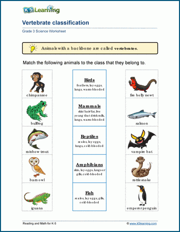 Animal Characteristics Worksheet