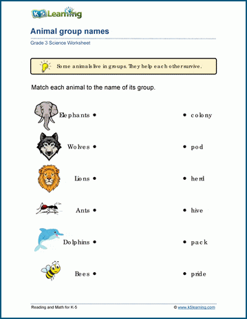 animal groups worksheets k5 learning