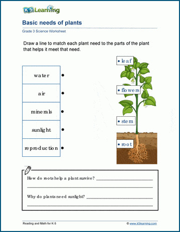 plant classification worksheet