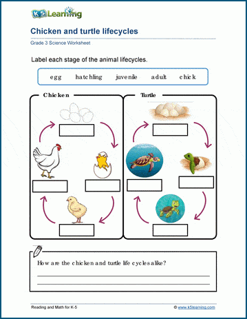 Life cycles worksheet for grade 3 students