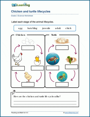 comparing lifecycles worksheets k5 learning