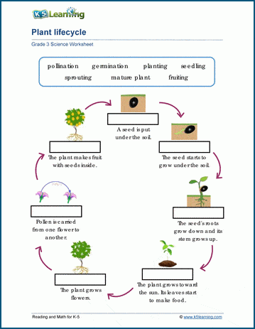 flower life cycle diagram for kids