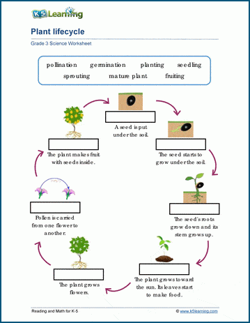 sunflower life cycle printable