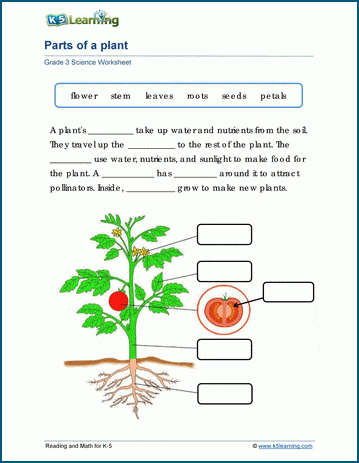 parts of a plant worksheets k5 learning