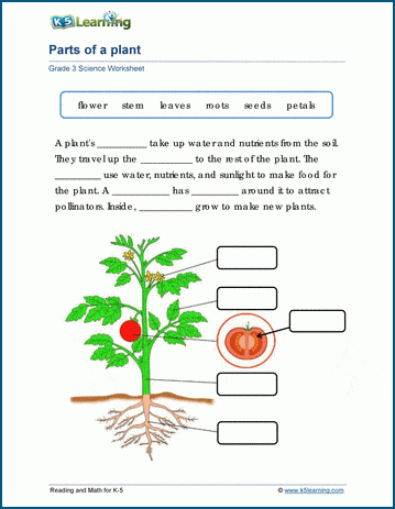 parts of a plant for kids printable